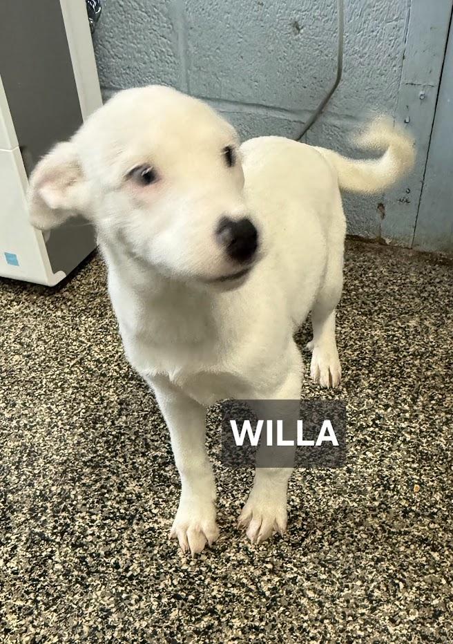 Willa