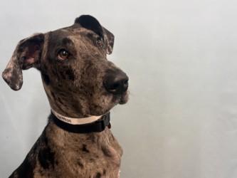 Ruby, Adoptable, Adult Female Great Dane & Mixed Breed.