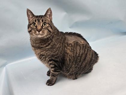 Kitty Omega, Adoptable, Adult Male Domestic Short Hair & Domestic Short Hair.