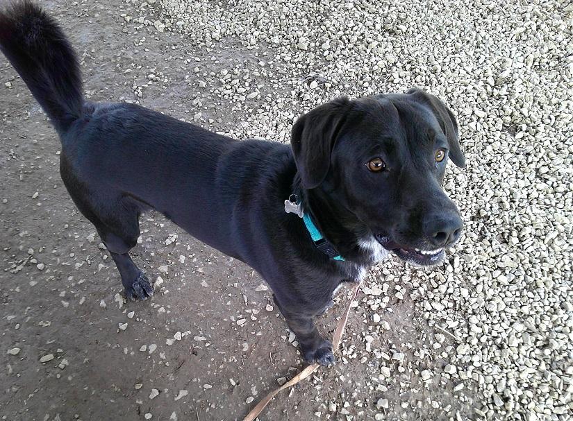 Enlarge LUTHER, a ADOPTABLE mixed breed in Pegram, TN image 4/6