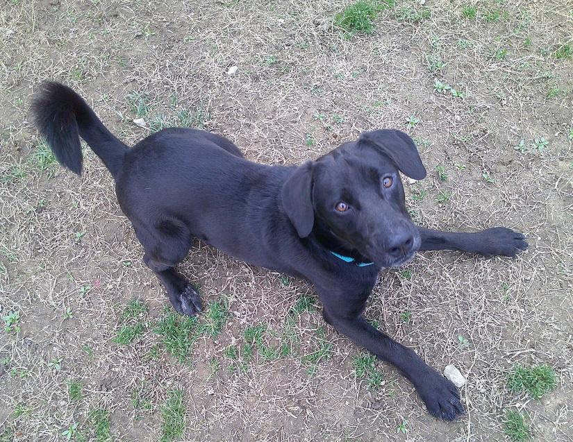 Enlarge LUTHER, a ADOPTABLE mixed breed in Pegram, TN image 3/6