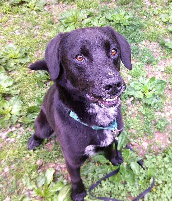 LUTHER, a ADOPTABLE mixed breed in Pegram, TN image 1/6