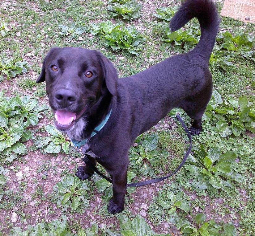 LUTHER, a ADOPTABLE mixed breed in Pegram, TN image 6/6