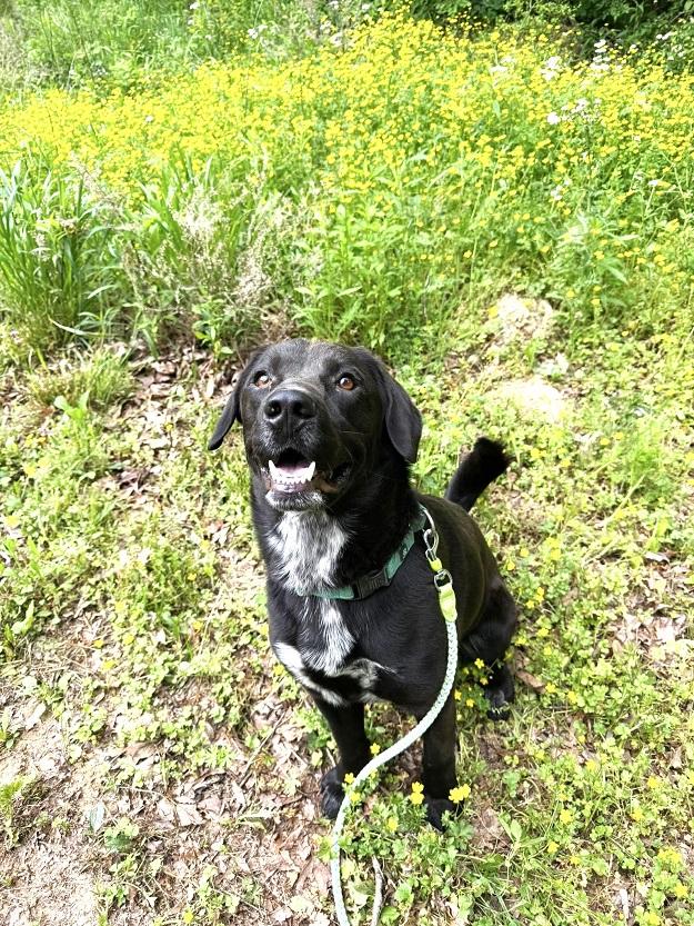 LUTHER, a ADOPTABLE mixed breed in Pegram, TN image 2/6