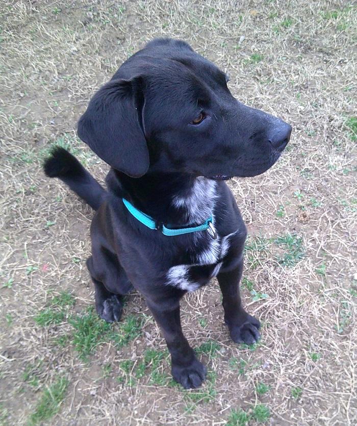 Enlarge LUTHER, a ADOPTABLE mixed breed in Pegram, TN image 2/6