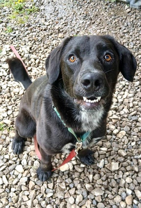 LUTHER, adoptable, Adult Male Labrador Retriever.