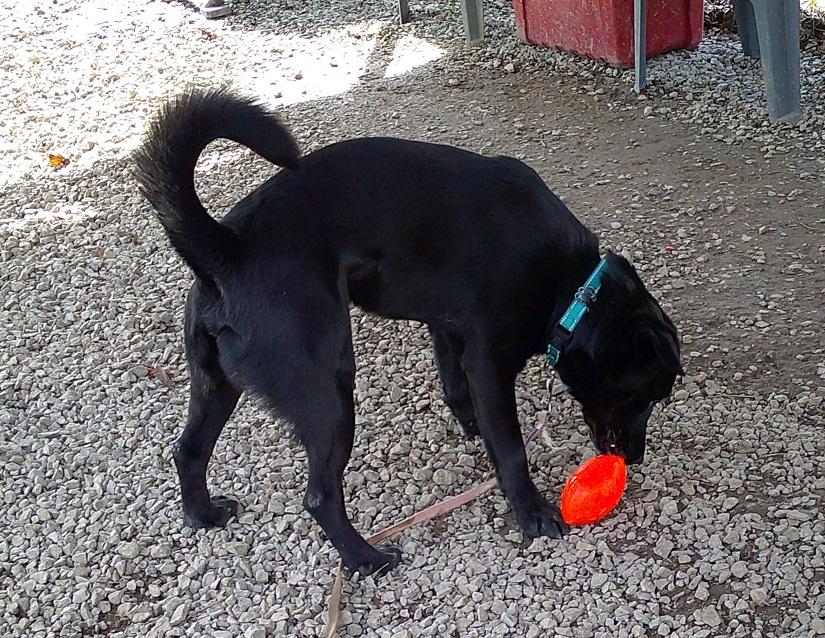 Enlarge LUTHER, a ADOPTABLE mixed breed in Pegram, TN image 5/6
