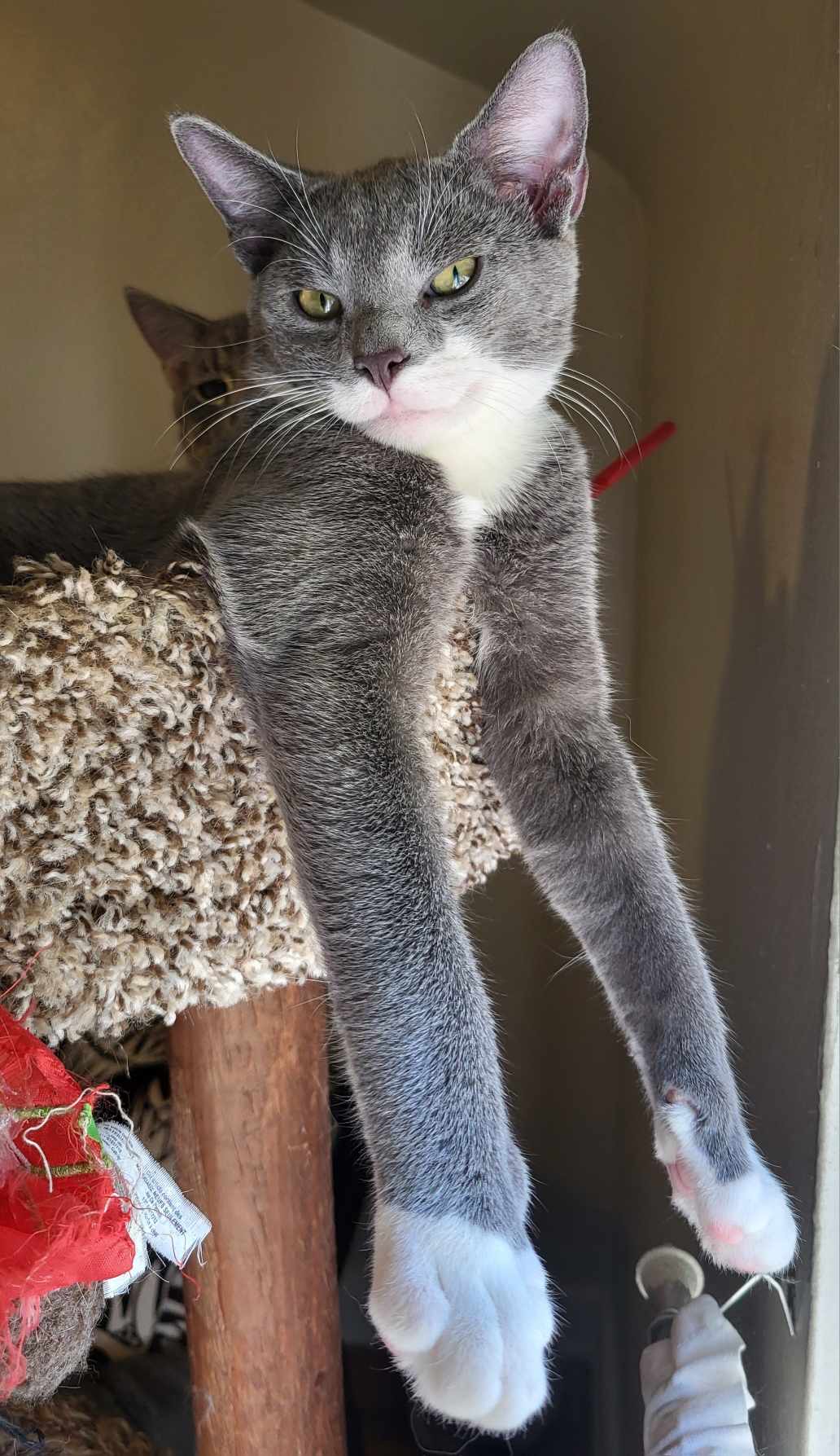 Ash, Adoptable, Young Male Domestic Short Hair.