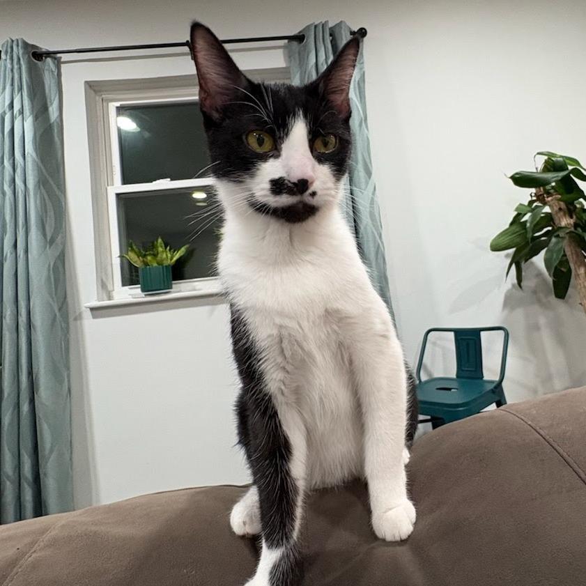 Enlarge Martini, a Adoptable Domestic Short Hair in Delaware, OH image 1/6