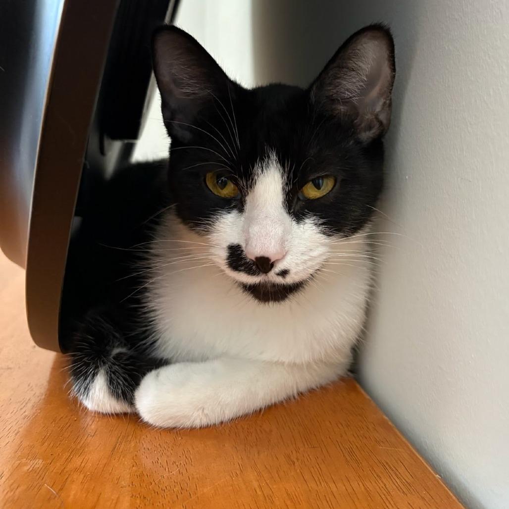 Enlarge Martini, a Adoptable Domestic Short Hair in Delaware, OH image 2/6