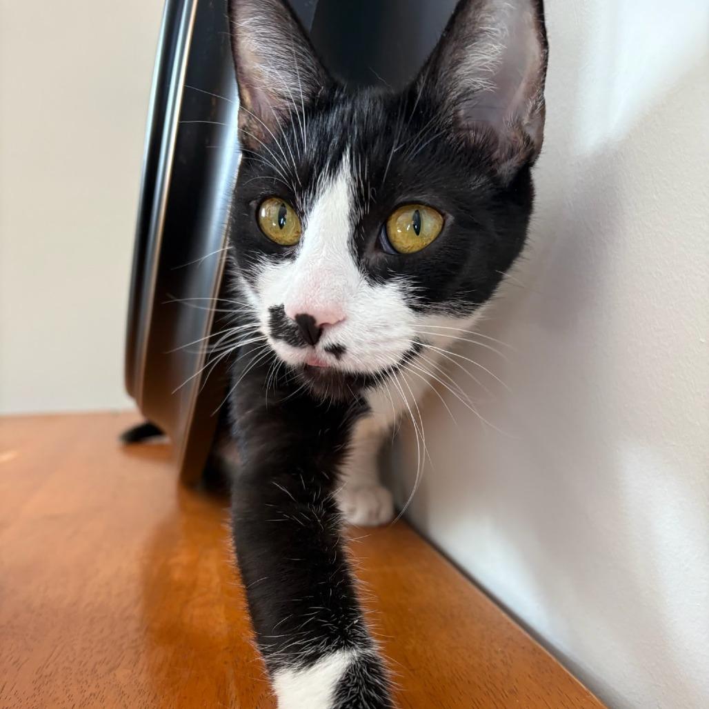 Enlarge Martini, a Adoptable Domestic Short Hair in Delaware, OH image 4/6