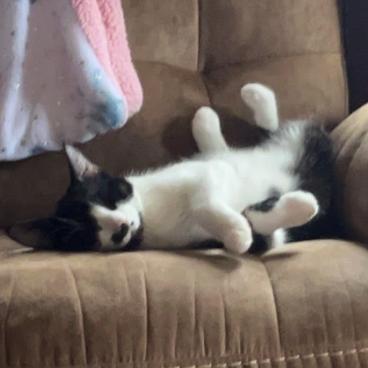 Enlarge Martini, a Adoptable Domestic Short Hair in Delaware, OH image 5/6