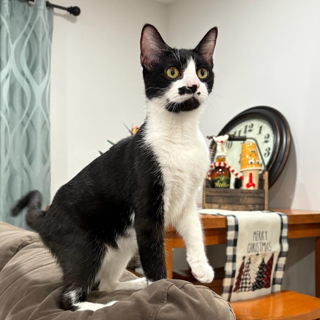 Enlarge Martini, a Adoptable Domestic Short Hair in Delaware, OH image 6/6