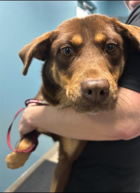 Enlarge EMMY, a Adoptable mixed breed in Newton, NC image 1/1