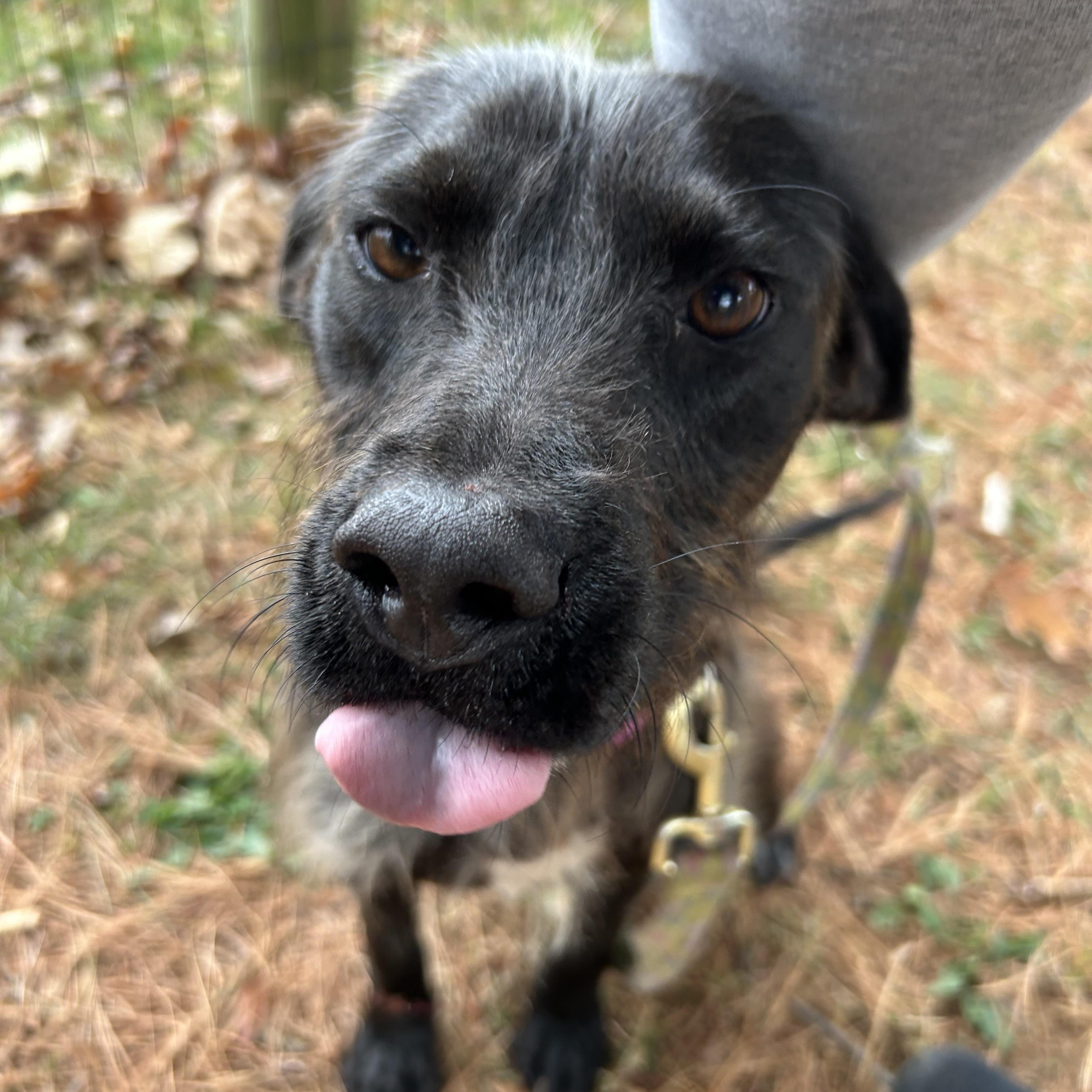 Enlarge Scampy, an adoptable mixed breed in West Grove, PA image 1/3