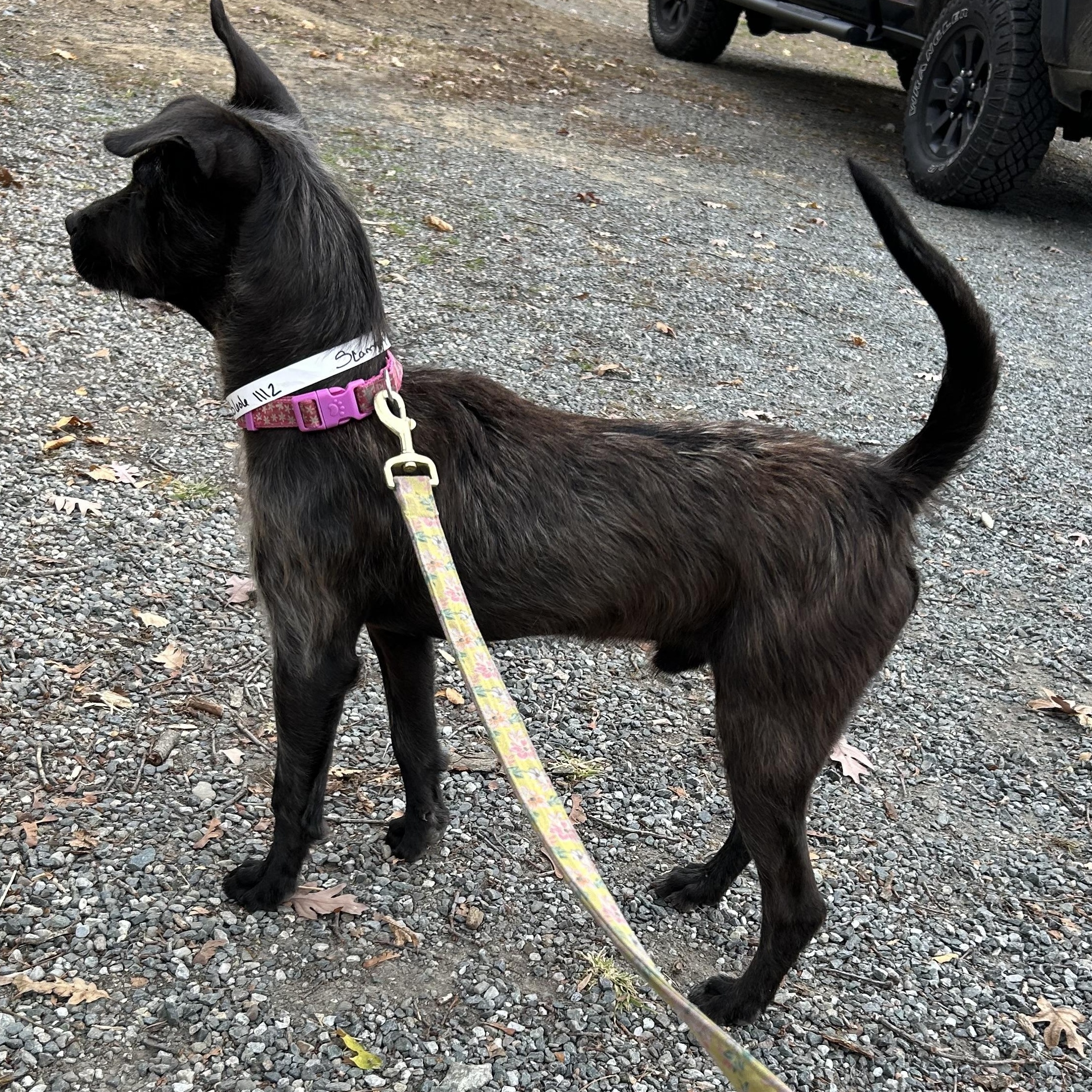 Enlarge Scampy, an adoptable mixed breed in West Grove, PA image 2/3