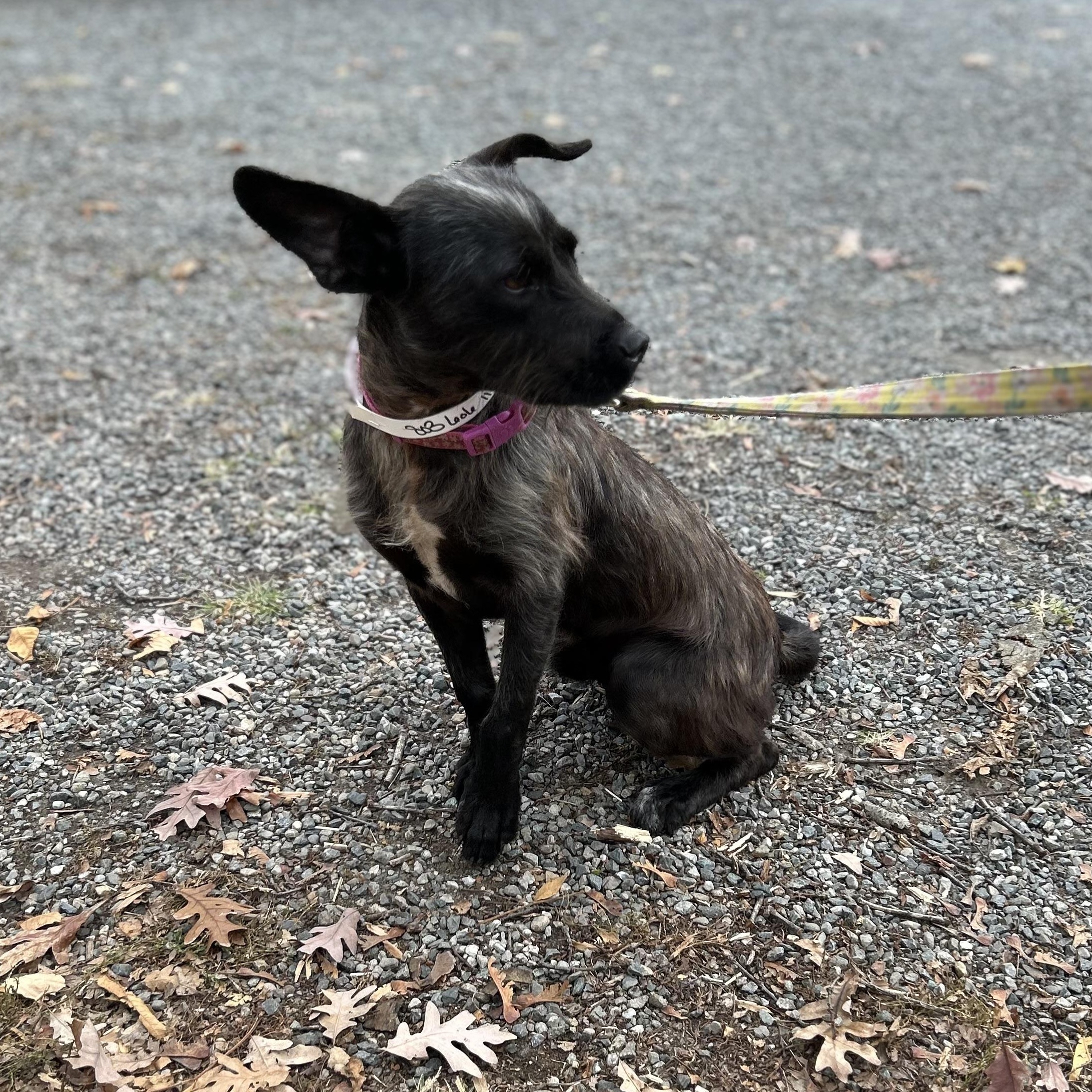 Scampy, adoptable, Young Male Border Terrier.