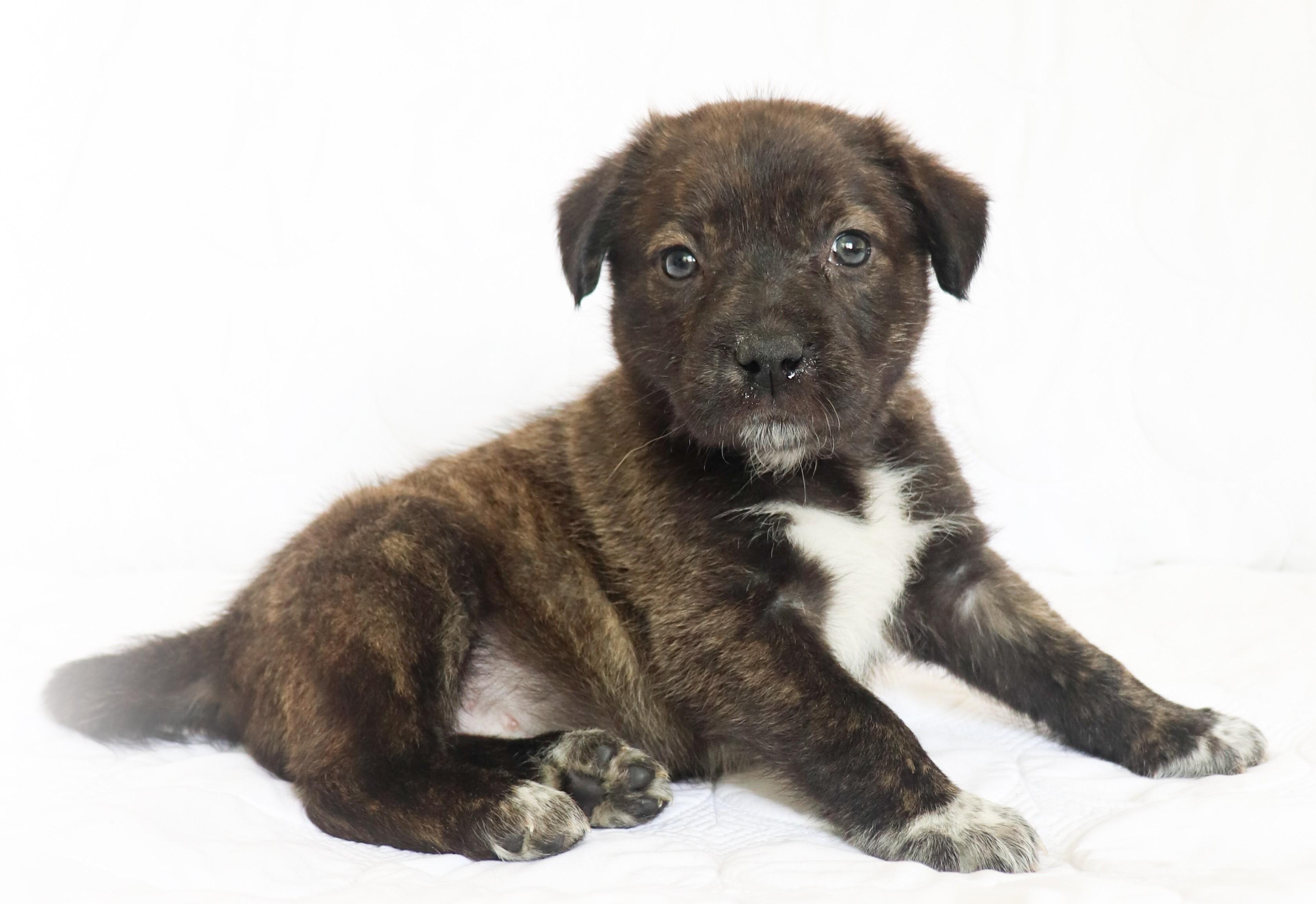 Enlarge Clara (Bow), an adoptable mixed breed in Saint Paul, MN image 2/6