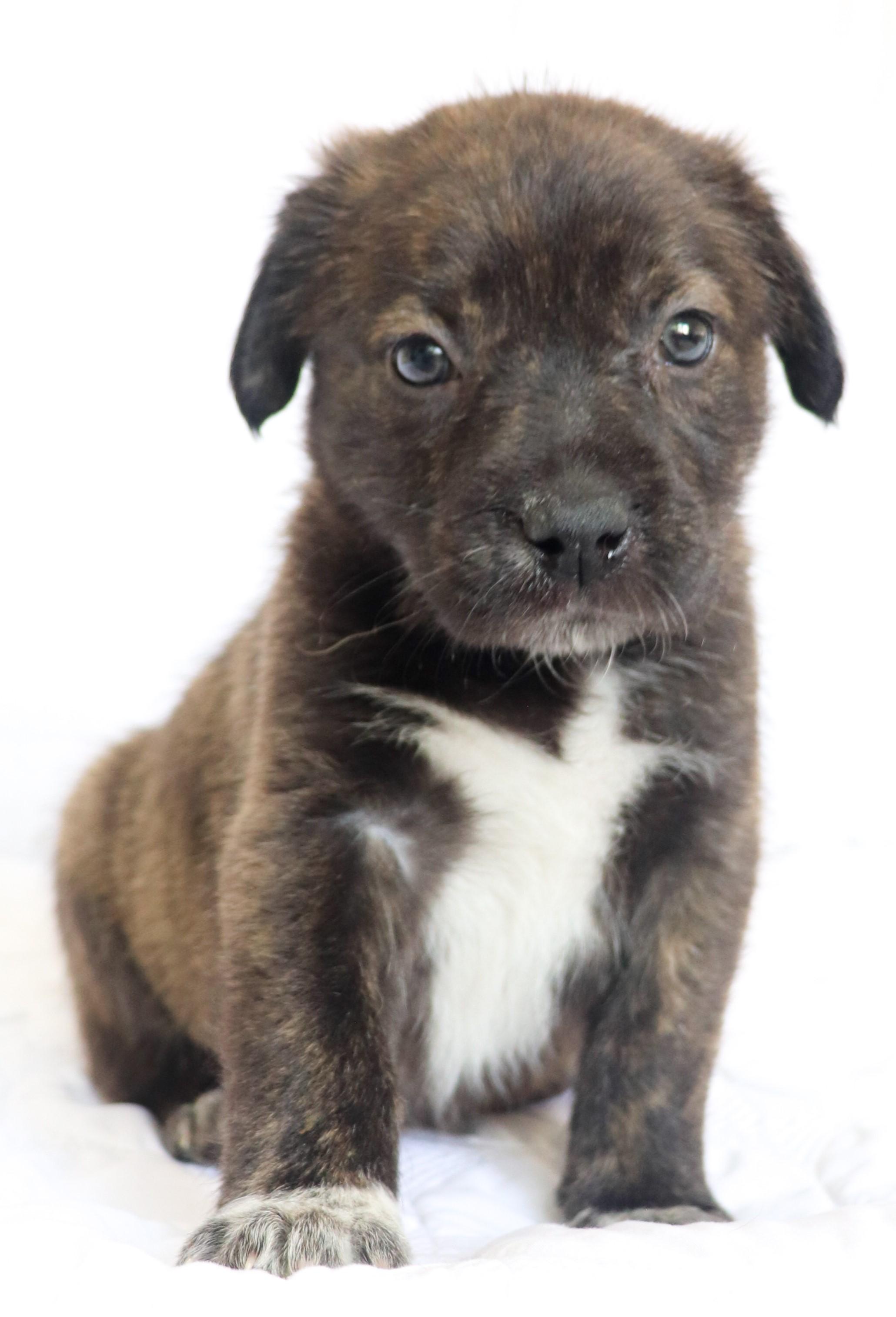 Enlarge Clara (Bow), an adoptable mixed breed in Saint Paul, MN image 3/6