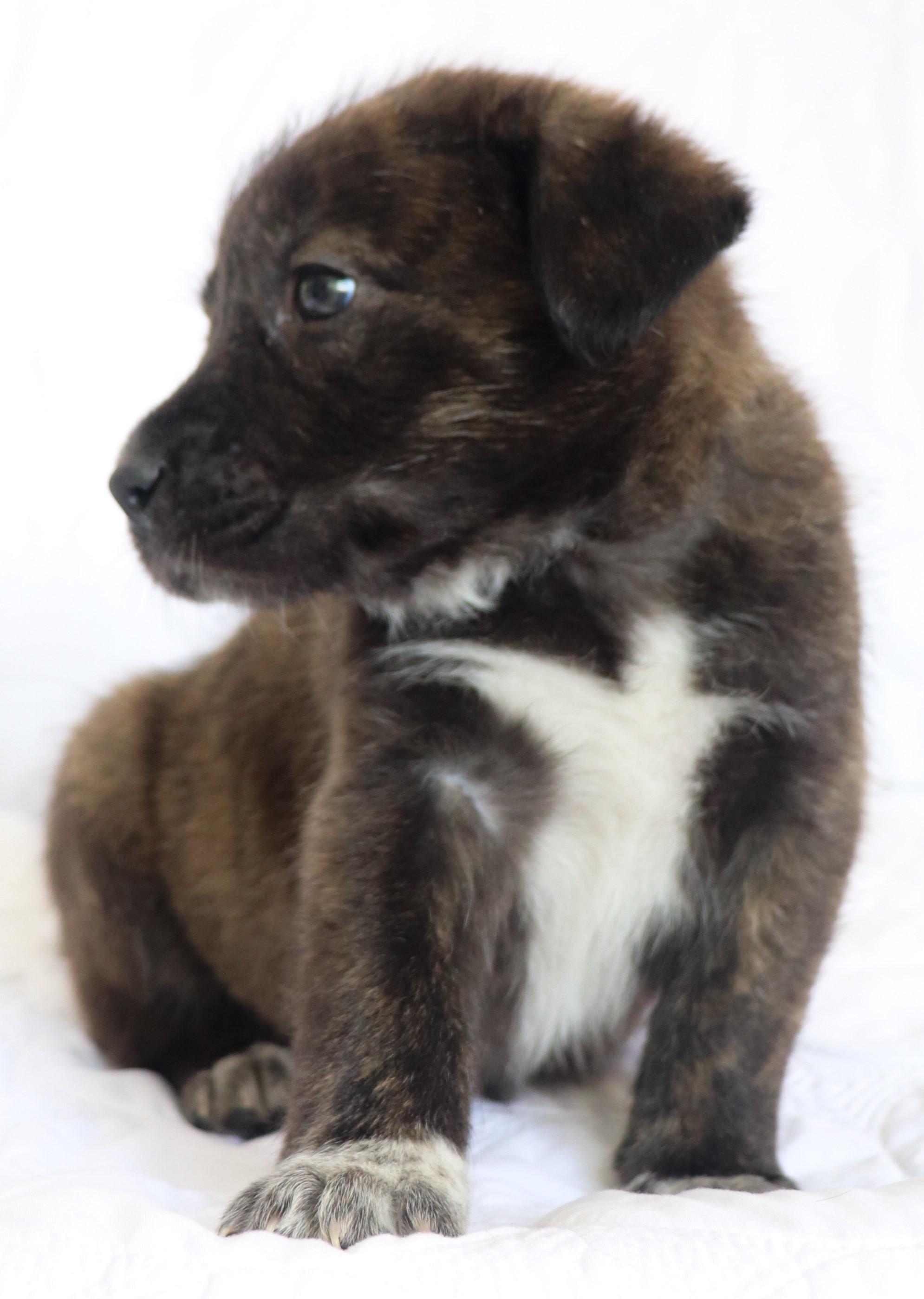 Clara (Bow), adoptable, Puppy Female German Shepherd Dog & Siberian Husky.