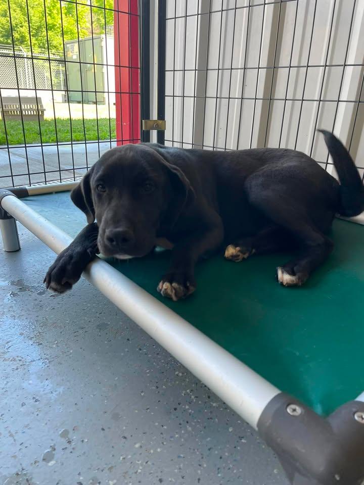 Enlarge Lou, a ADOPTABLE Black Labrador Retriever in Bishopville, SC image 1/1