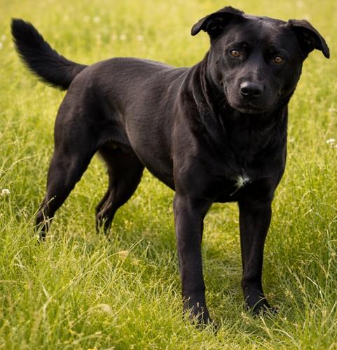 Velma #2, a ADOPTABLE mixed breed in Killingworth, CT image 2/6