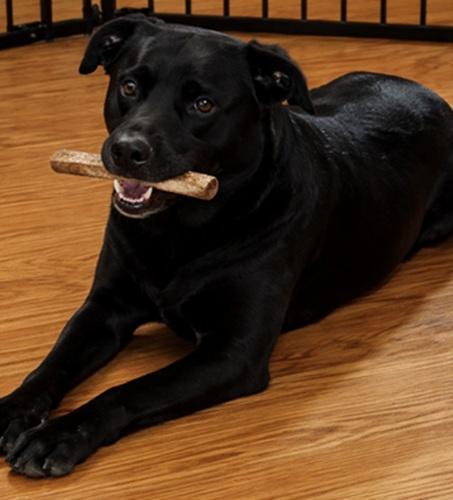 Velma #2, a ADOPTABLE mixed breed in Killingworth, CT image 3/6