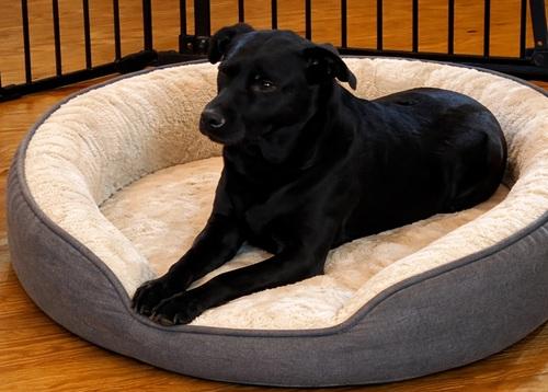 Velma #2, a ADOPTABLE mixed breed in Killingworth, CT image 4/6