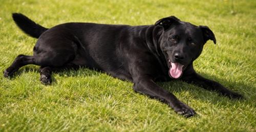 Velma #2, ADOPTABLE, Adult Female Black Labrador Retriever.
