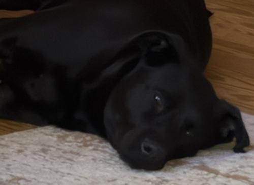 Velma #2, a ADOPTABLE mixed breed in Killingworth, CT image 5/6