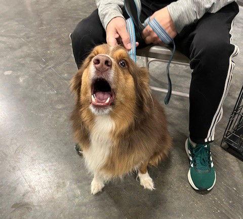 Jax, Adoptable, Adult Male Australian Shepherd.