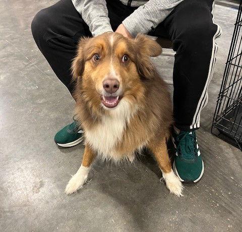 Enlarge Jax, a Adoptable Australian Shepherd in St. Louis, MO image 2/3