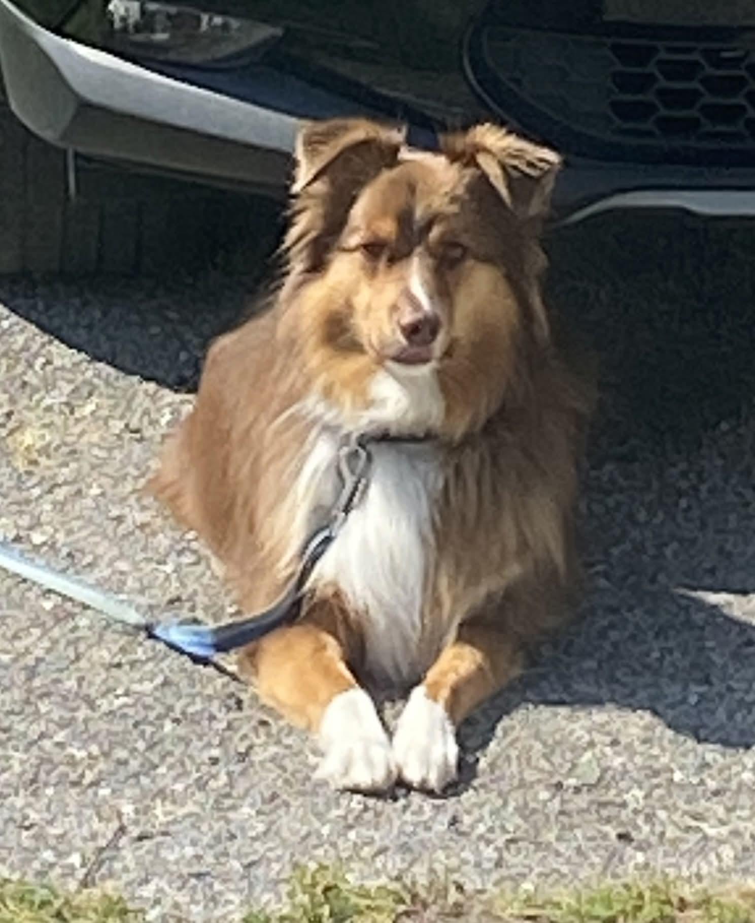 Enlarge Jax, a Adoptable Australian Shepherd in St. Louis, MO image 3/3
