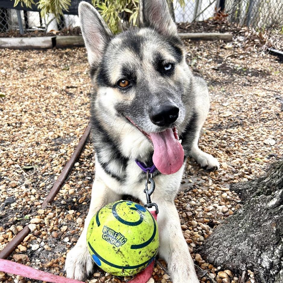 Enlarge Duke, a Adoptable Mixed Breed in Sarasota, FL image 2/6
