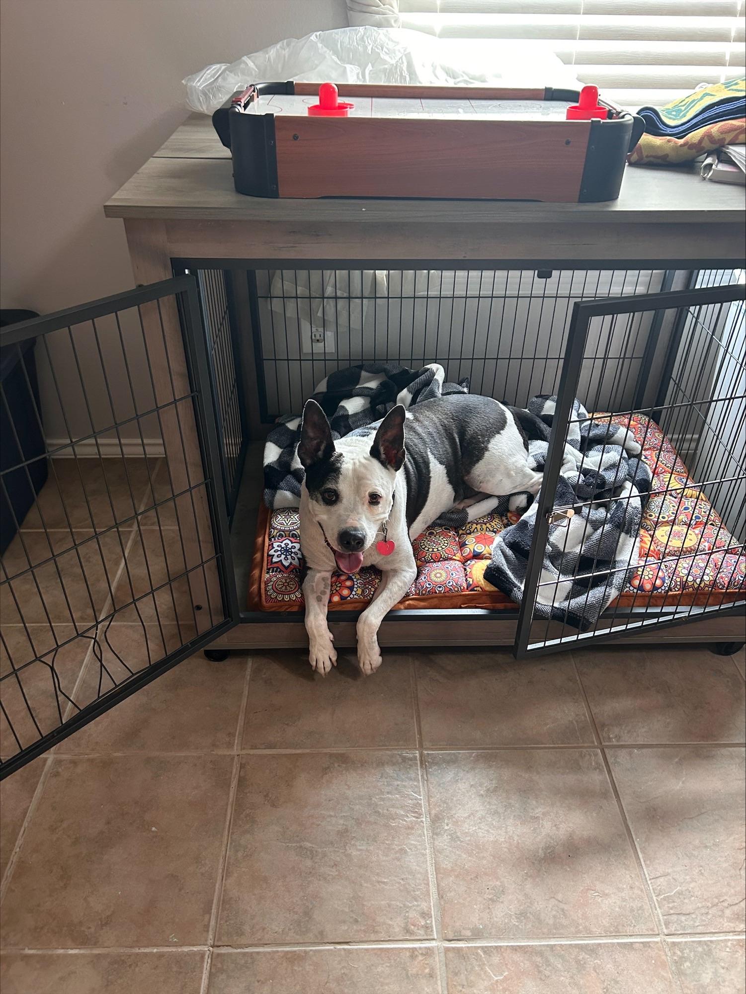 Enlarge Jack, a Adoptable mixed breed in Houston, TX image 4/4