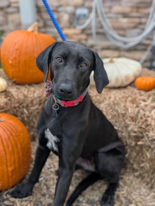 Zoey, Adoptable, Adult Female Rhodesian Ridgeback & Black Labrador Retriever.