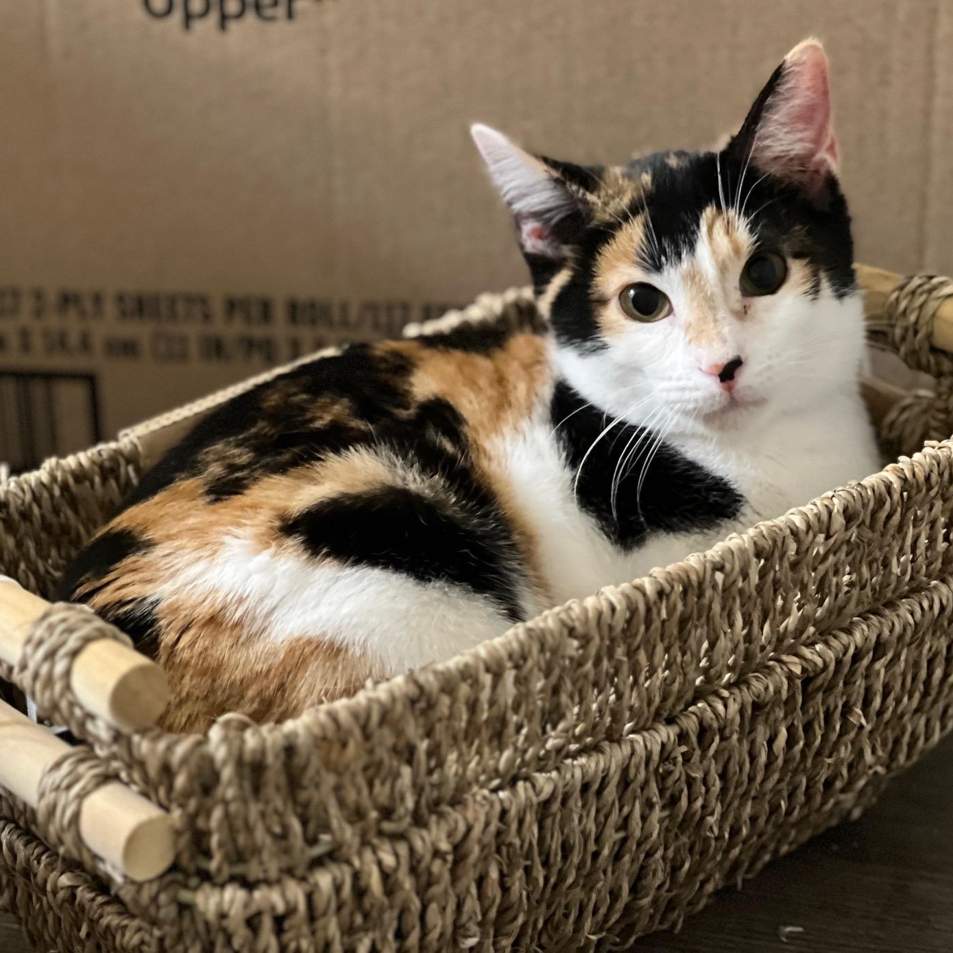 Enlarge Georgia, a Adopted mixed breed in Brattleboro, VT image 6/6