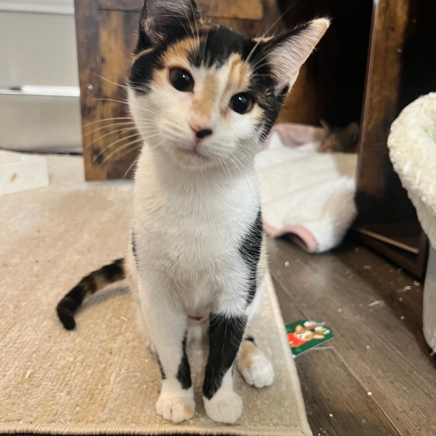 Georgia, Adopted, Kitten Female American Shorthair & Domestic Short Hair.