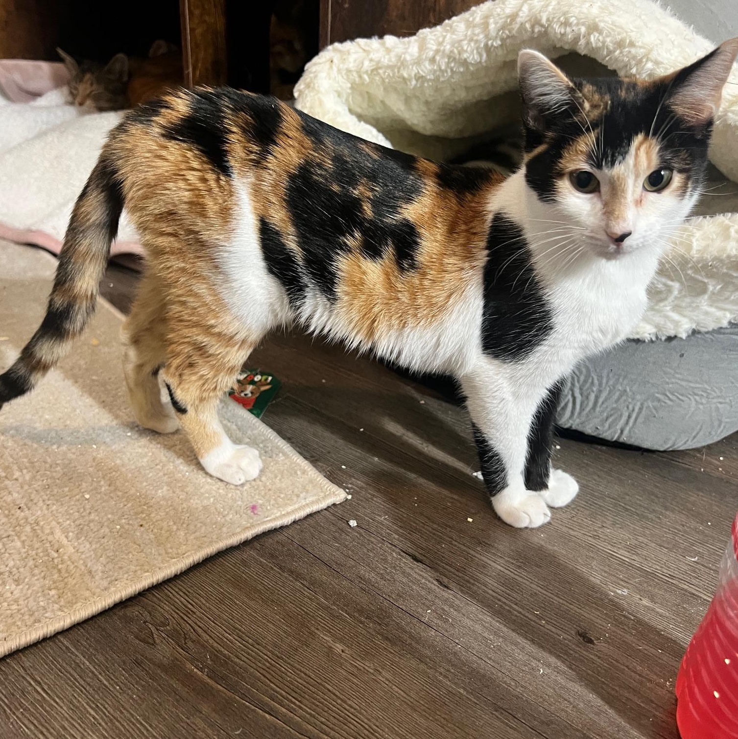 Enlarge Georgia, a Adopted mixed breed in Brattleboro, VT image 3/6