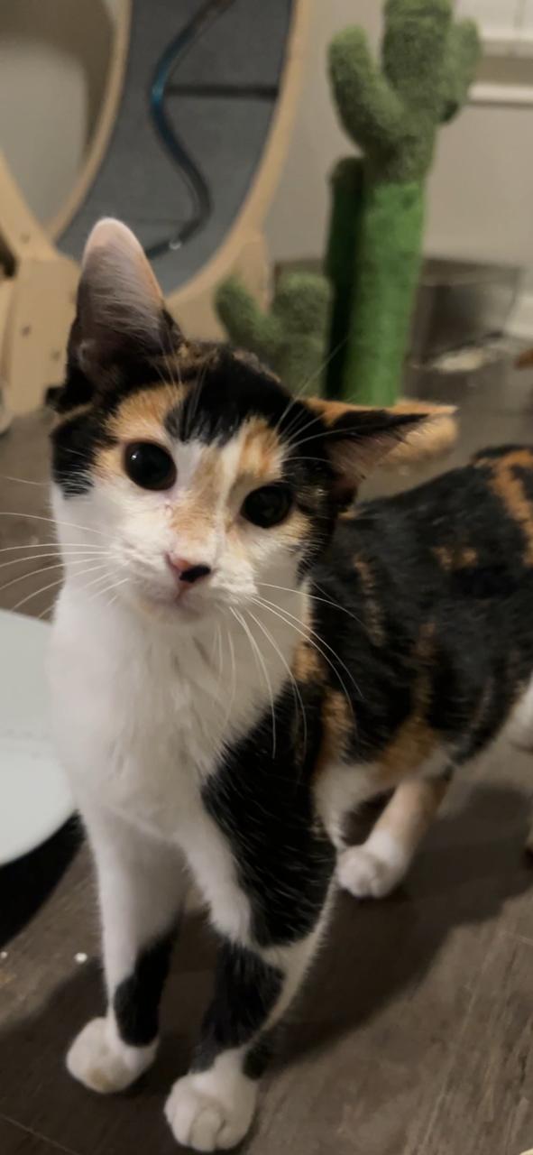 Enlarge Georgia, a Adopted mixed breed in Brattleboro, VT image 4/6