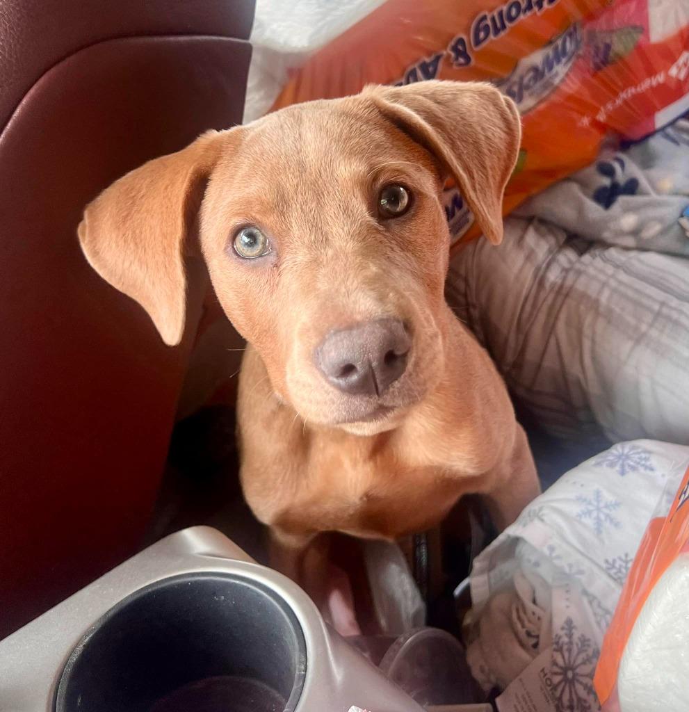 Enlarge Oakley Jane, a Adopted mixed breed in Murray, KY image 1/1