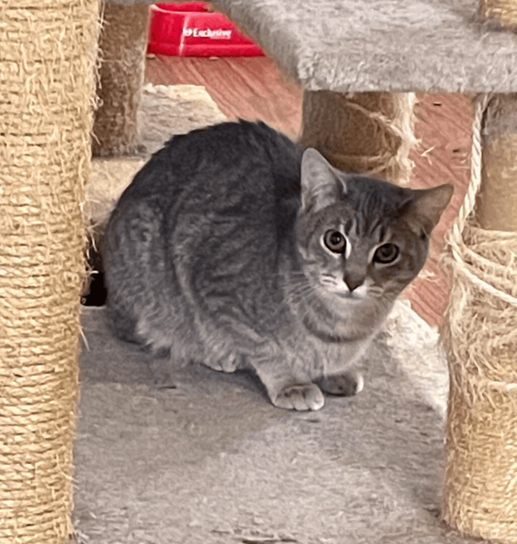 Bolognese, Adoptable, Young Female Domestic Short Hair.