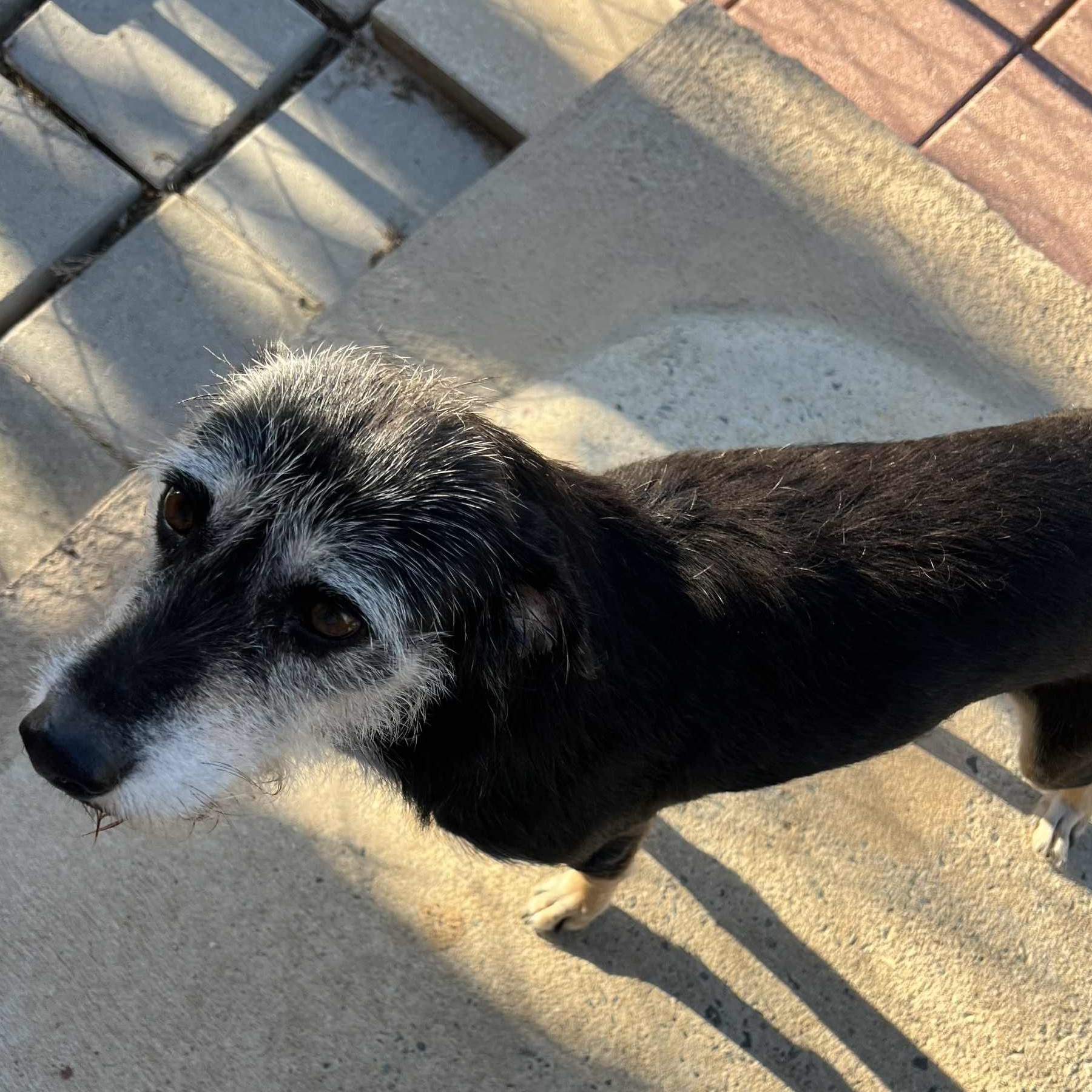 Lily Allen, Adoptable, Adult Female Basset Hound.