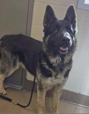 Enlarge Henry, a ADOPTABLE German Shepherd Dog in Brookfield, CT image 3/4