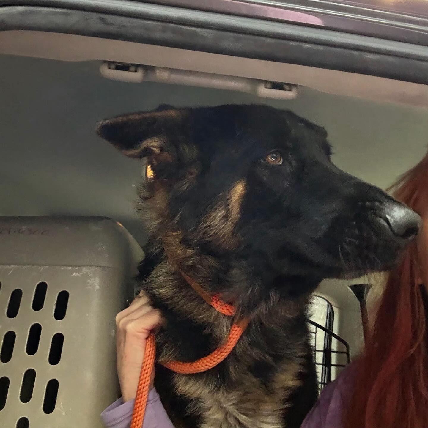 Enlarge Henry, a ADOPTABLE German Shepherd Dog in Brookfield, CT image 4/4