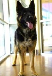 Henry, ADOPTABLE, Adult Male German Shepherd Dog.
