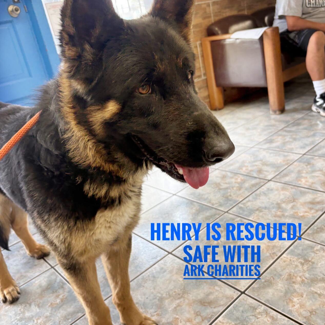 Enlarge Henry, a ADOPTABLE German Shepherd Dog in Brookfield, CT image 2/4