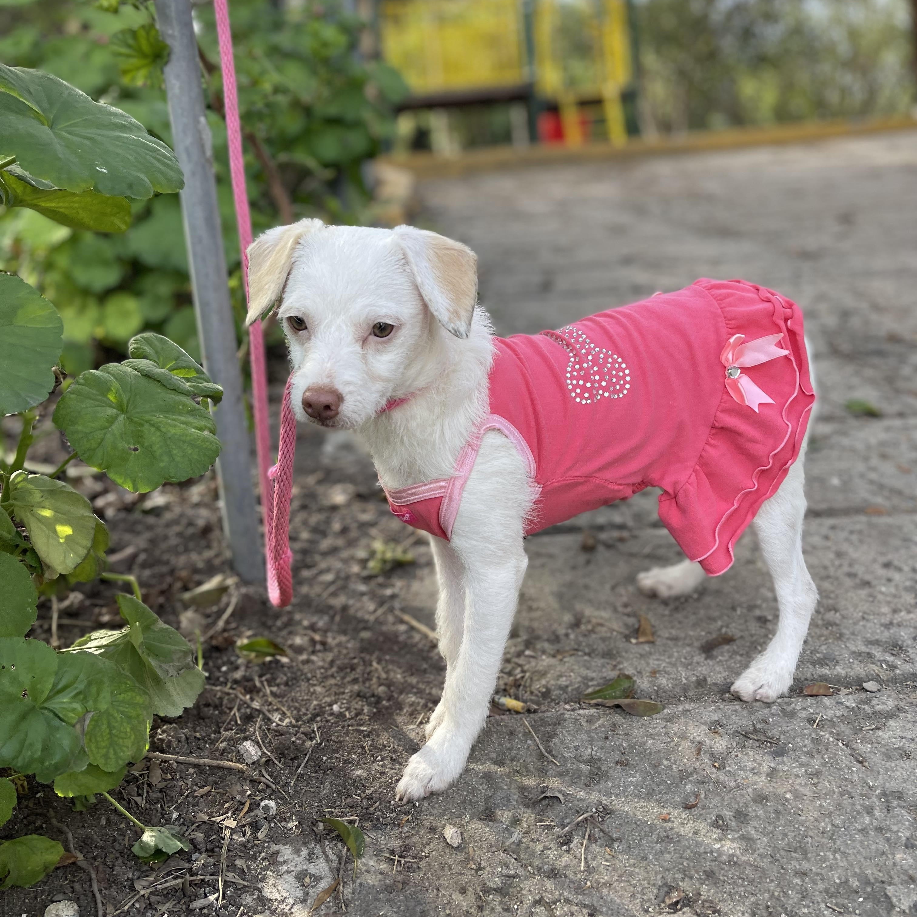 Enlarge LEA 10 months 13 lbs, a Adoptable mixed breed in Aliso Viejo, CA image 4/6