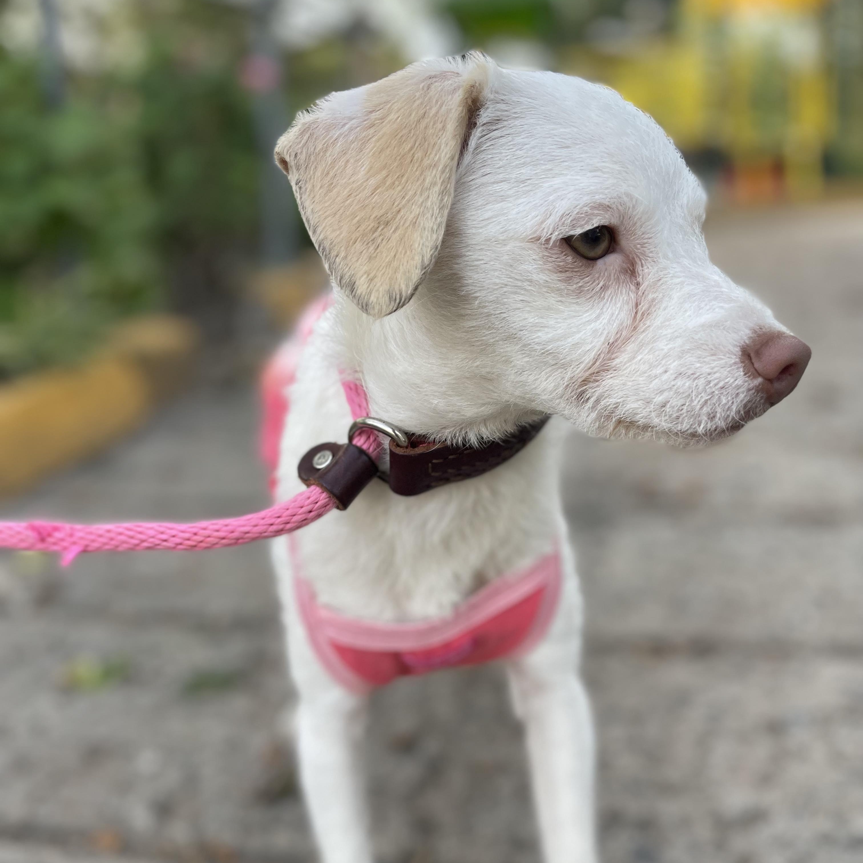 LEA 10 months 13 lbs, Adoptable, Puppy Female Maltipoo & Parson Russell Terrier.