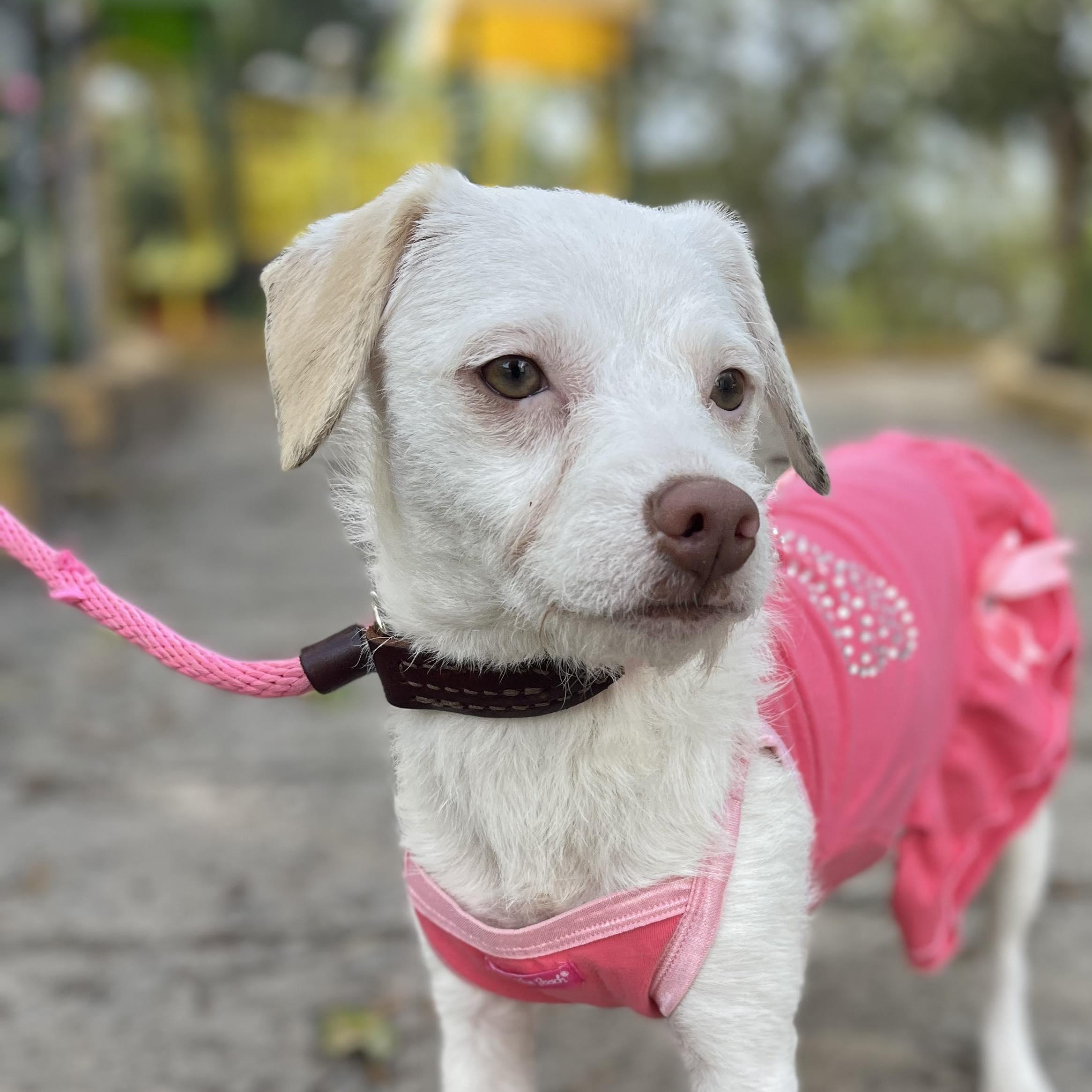 Enlarge LEA 10 months 13 lbs, a Adoptable mixed breed in Aliso Viejo, CA image 2/6